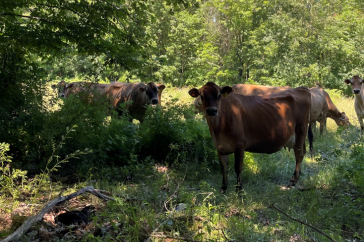 cows in field